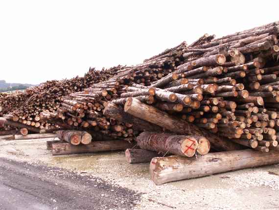 Timber yard