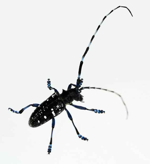 Käfer von Anoplophora glabripennis