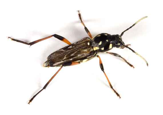 Käfer der Art Xylotrechus grayii