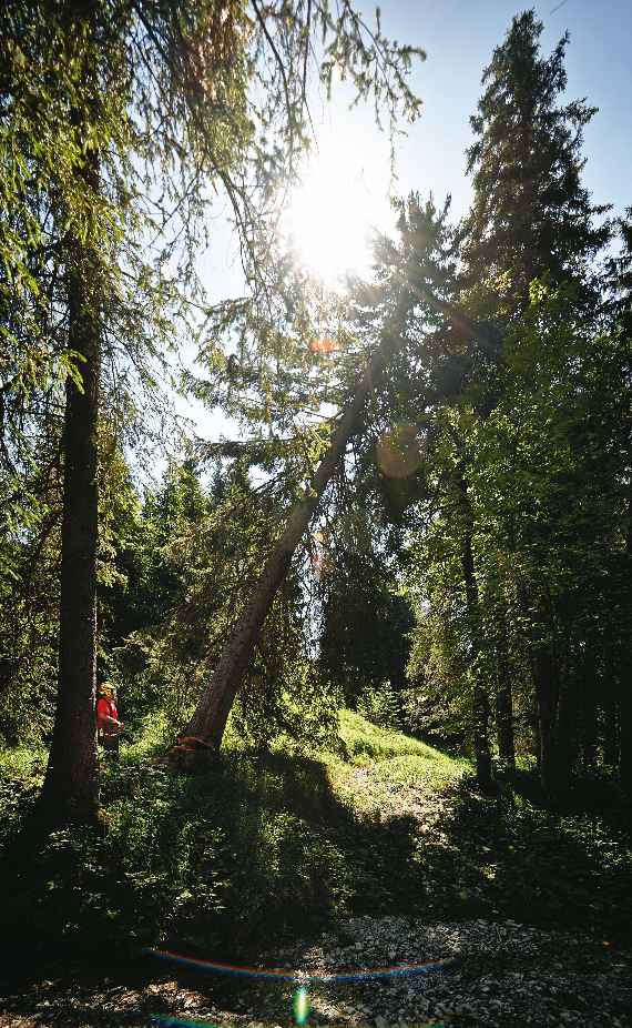 Händische Holzverarbeitung