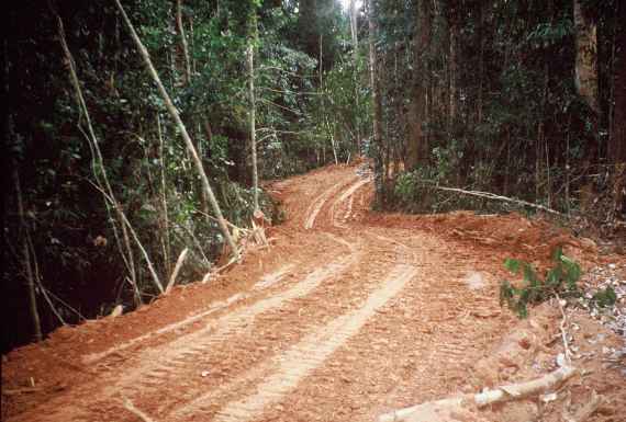 Fahrweg im Regenwald