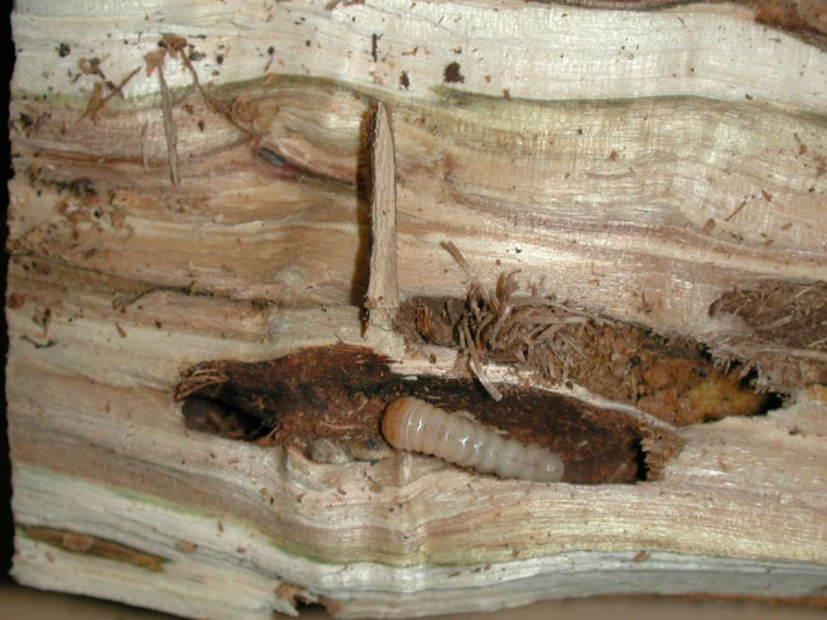 Larve von Anoplophora glabripennis und Bohrspäne in Ahornholz 