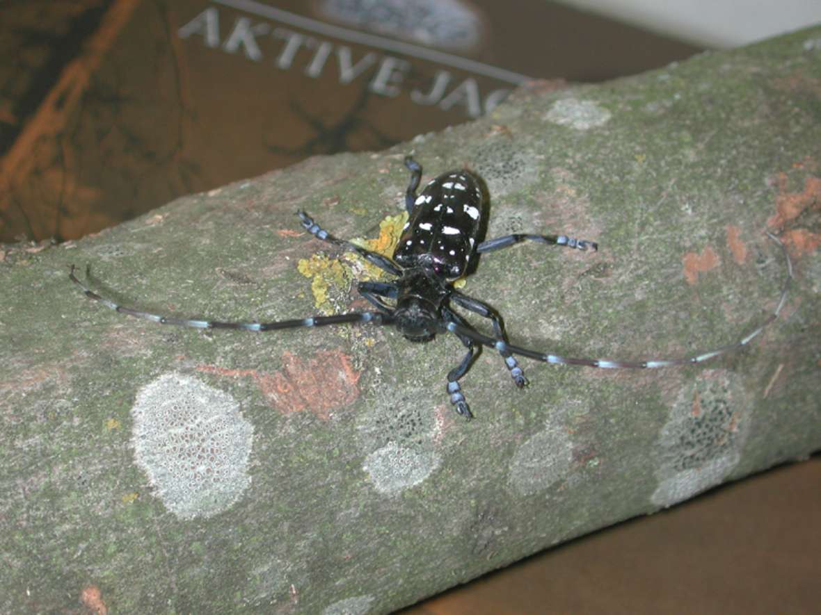 Weibchen von Anoplophora glabripennis auf Ahornstamm