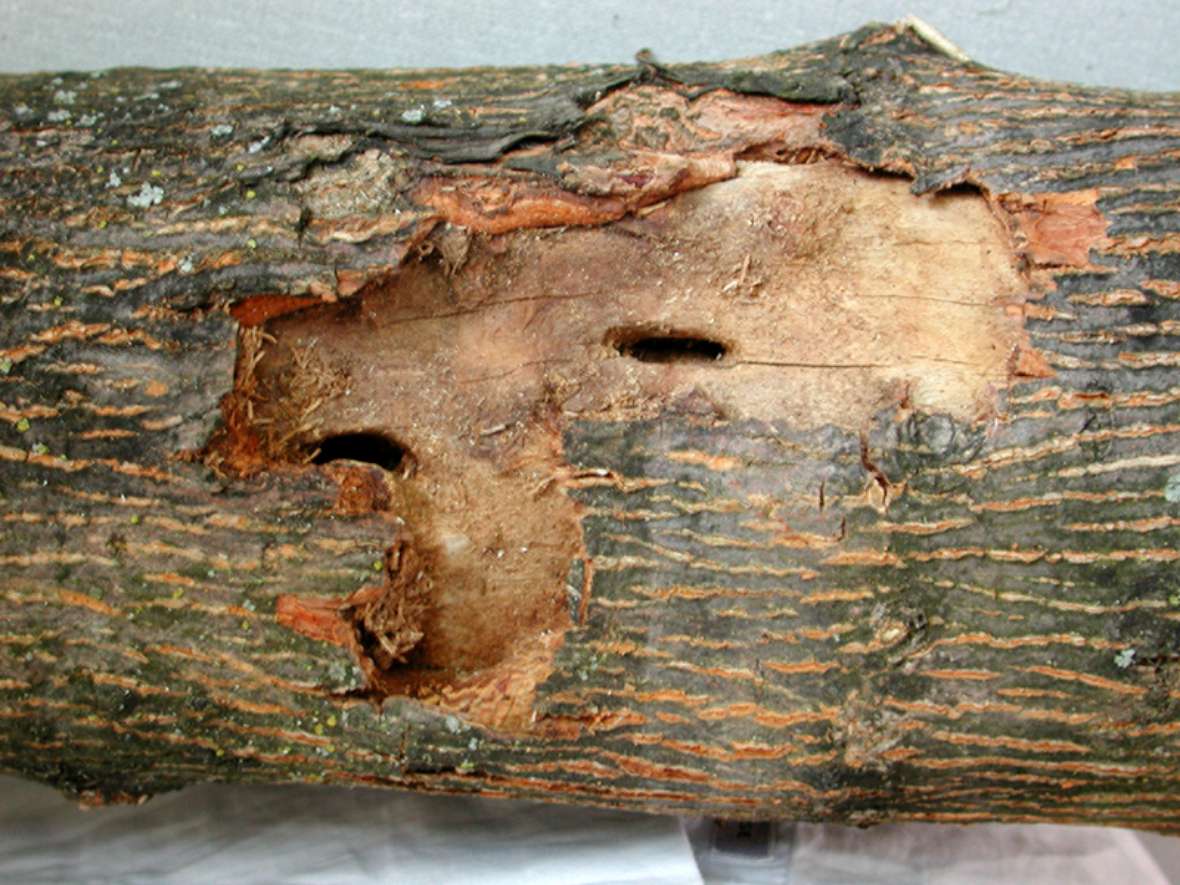 Freigelegter Larvengang von Anoplophora glabripennis im Holz