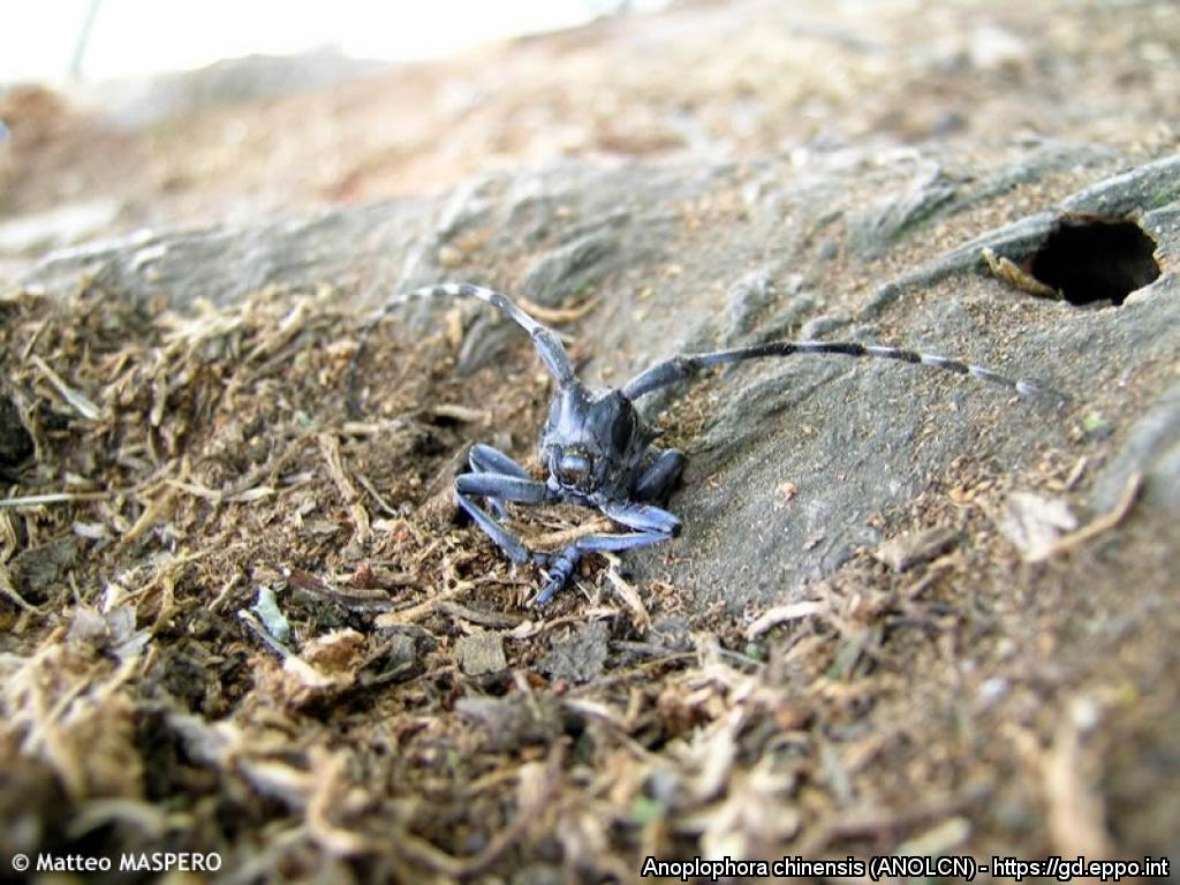 Ausschlüpfender Käfer von Anoplophora chinensis