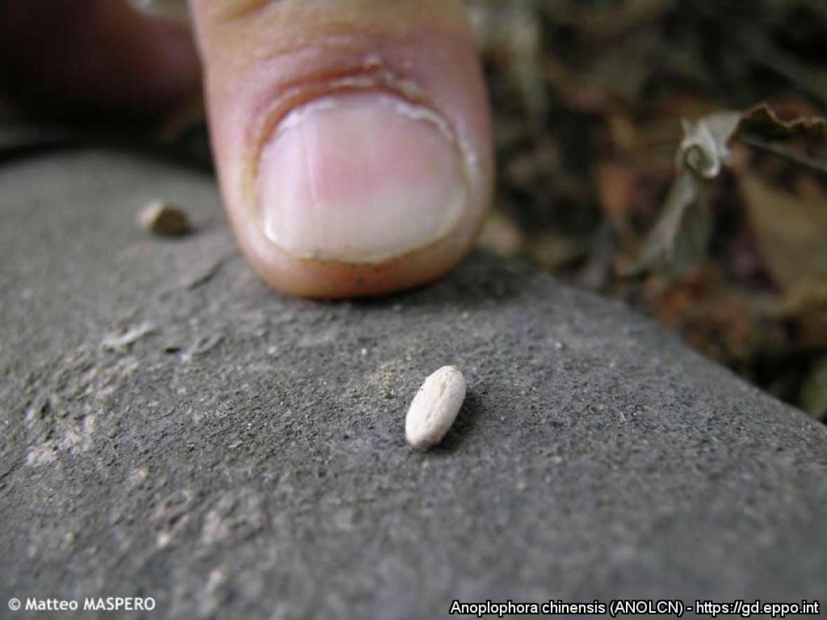 Reiskorn großes Ei von Anoplophora chinensis