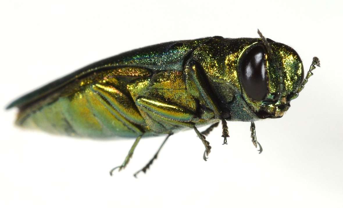Käfer von Agrilus planipennis