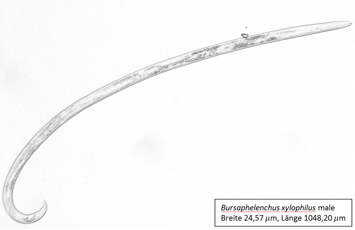 Männchen von Bursaphelenchus xylophilus