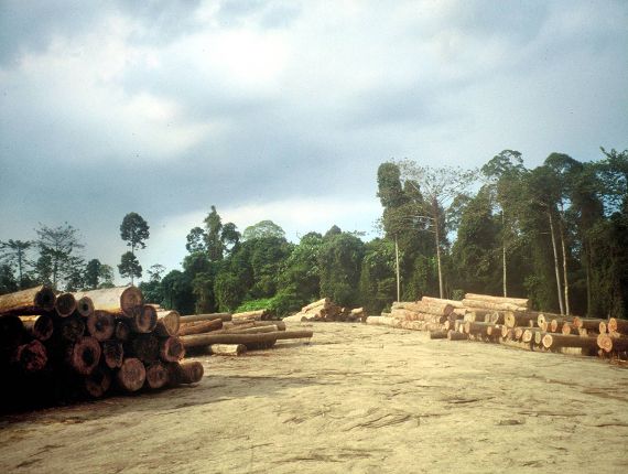 Holzlagerplatz mit Wald im Hintergrund